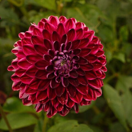 Георгин Анхем (1 шт) Волжский Сад