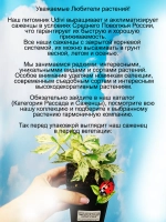 Девичий виноград Звездный ливень Стар Шауэрс вариегатный
