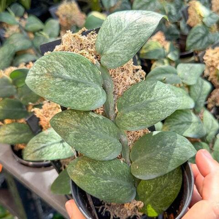 Рафидофора HONGKONGENSIS MINT