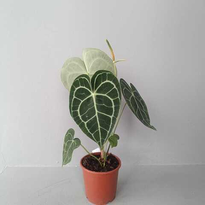 Антуриум Кларинервиум