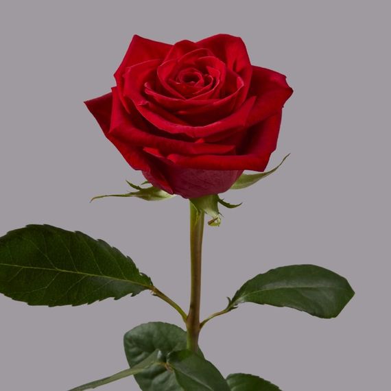 Freedom, плантация Tessa