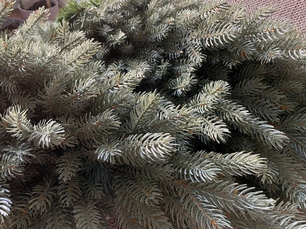 Ель искусственная голубая «Марселло» (Литая хвоя) 240 см / 2.4 м