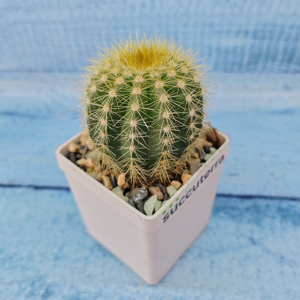 Notocactus Warasii (Нотокактус)