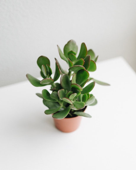 Толстянка Овата