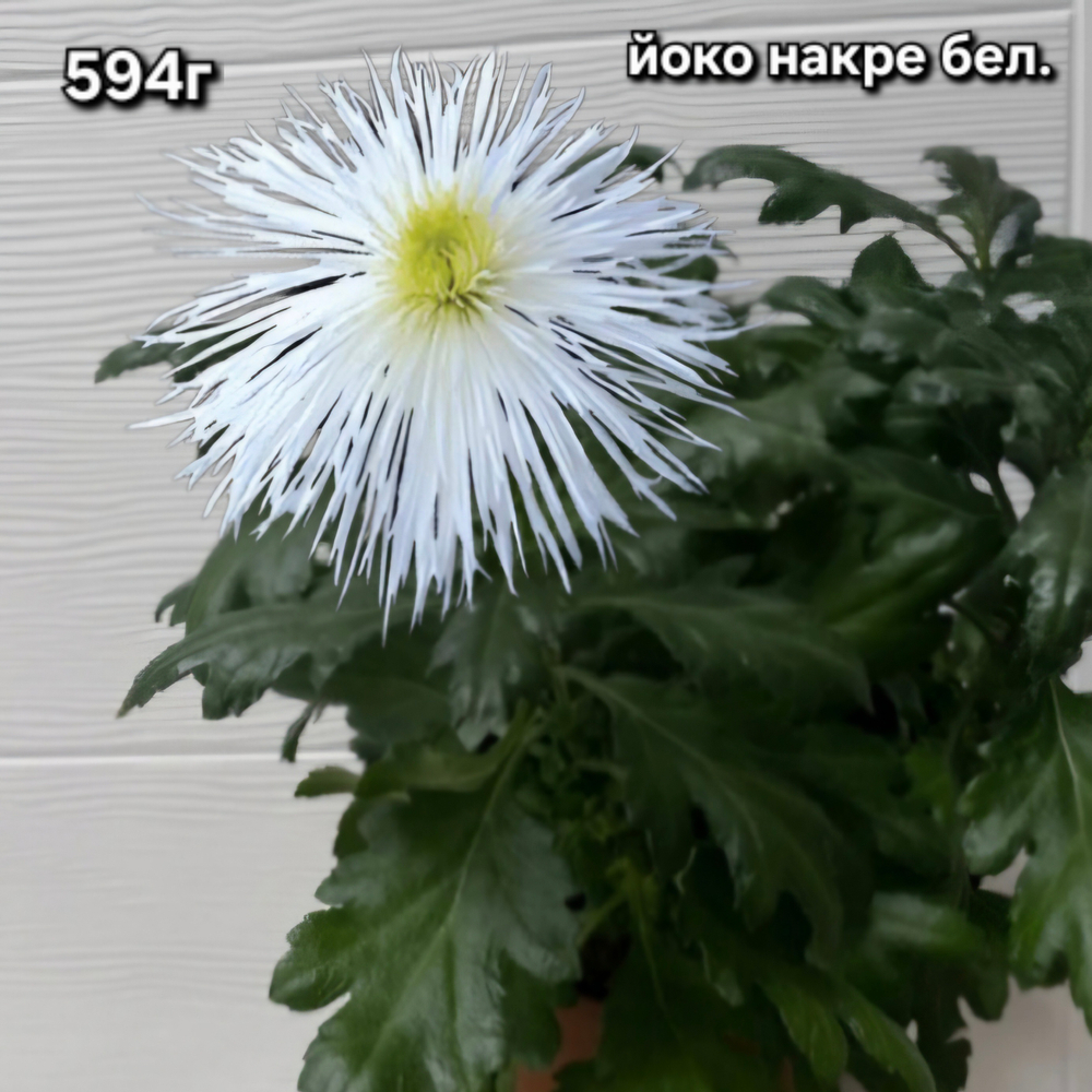 САЖЕНЦЫ ХРИЗАНТЕМЫ ГОРШЕЧНАЯ № 594 БЕЛАЯ ЙОКО НАКРЕ