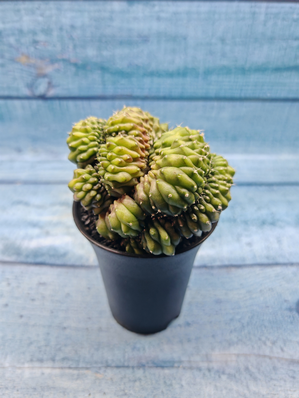 Gymnocalycium Spineless Crested form (Гимнокалициум Кристатный)