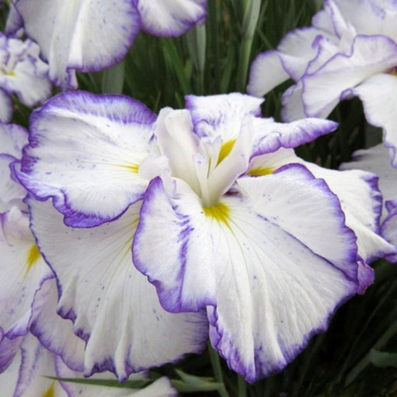 Ирис мечевидный Дон энд Донна С2