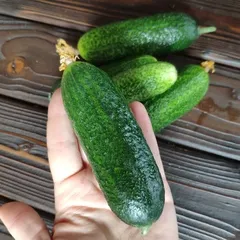 Огурцы свежие из Дагестана / 500 гр