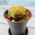 Astrophytum Asterias (Астрофитум)