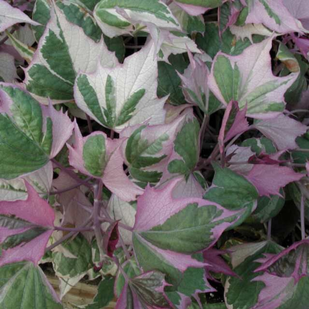 Ипомея Батат Variegata Colored Leafs (Триколор), укорененный черенок ОКС
