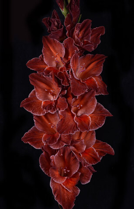 Гладиолус Старый Саквояж (3 шт) Волжский Сад