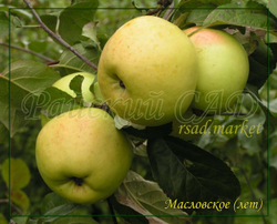 Яблоня Масловское