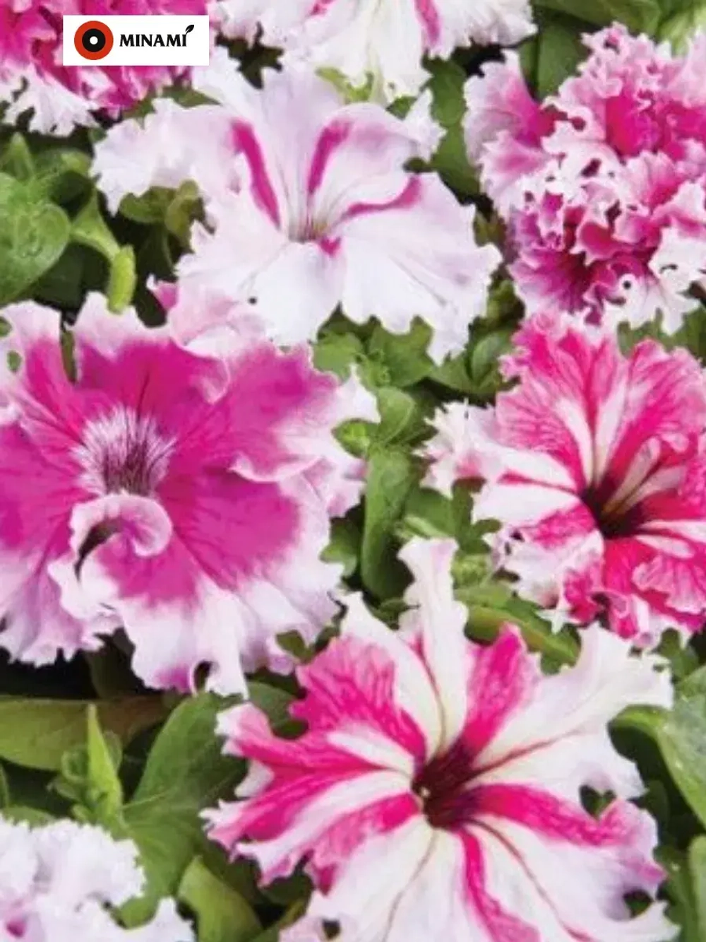 Петуния F1 Поздрав из Яромнерже 17шт.