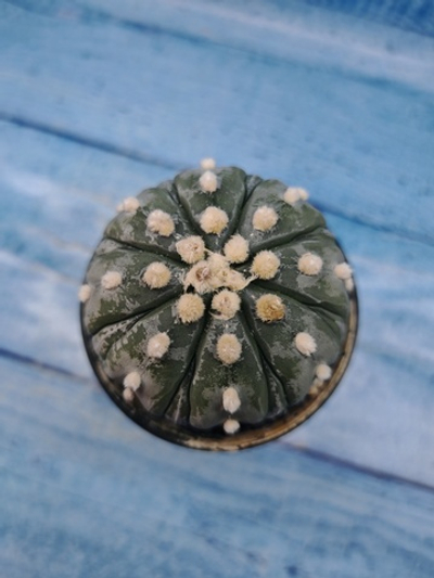 Astrophytum Asterias (Астрофитум)