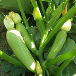 Арал F1 семена кабачка (Sakata / Саката)