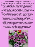 Остеоспермум Розовая ложка Маргариты вегетативный