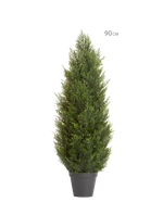 Туя Брабант пушистая уличная