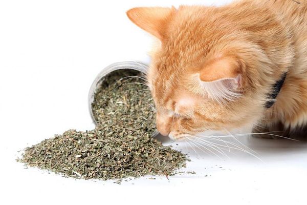 Мята для котов и кошек Мята для котов и кошек