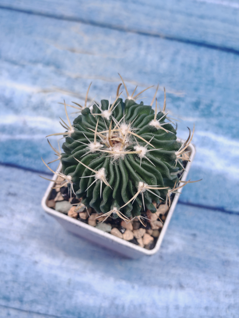 Echinofossulocactus Multicostatus (Эхинофоссулокактус)