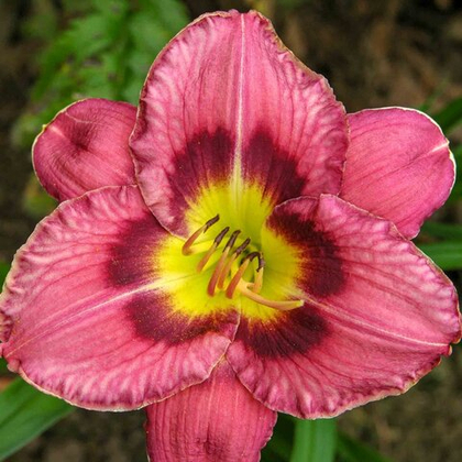 Лилейник Олвейс Либерти I