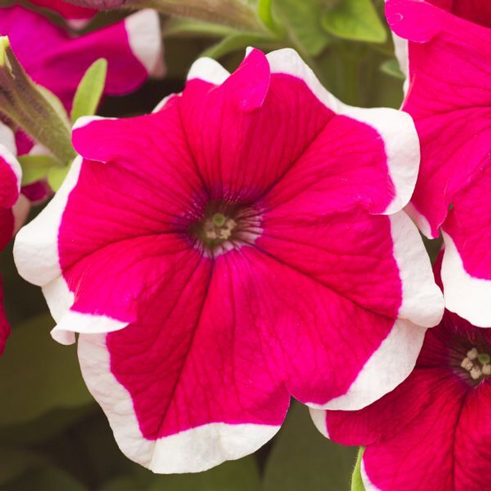 Петуния грандифлора Хулахуп Роуз (1000др) Витагрин Профи