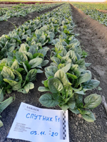 Спутник F1 семена шпината (Sakata / Саката)