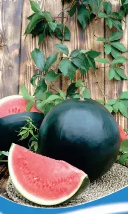 Арбуз Черная магия 10шт Е/П УрДачник