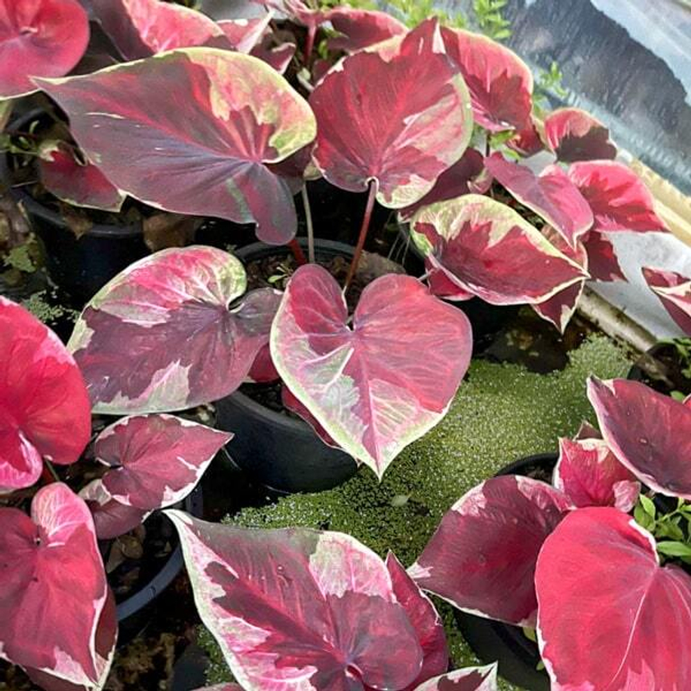 Каладиум DARA NOPPHARAT