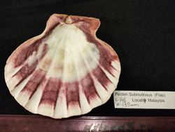 Пектен Субнодосус "130-160мм"-створка