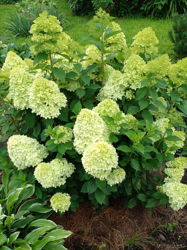 Гортензия метельчатая "ЛАЙМЛАЙТ"