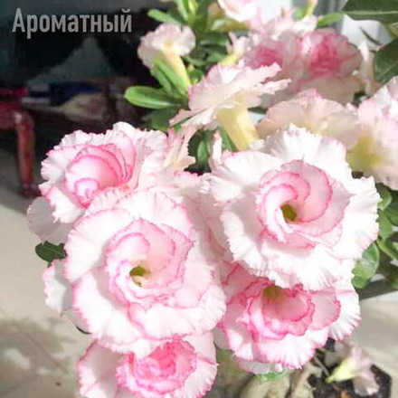 Адениум 4113-SY THU