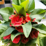 Эуфорбия Миля YOD KHUNPHOL