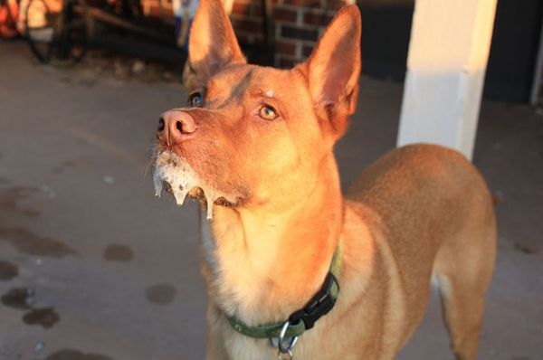 Бешенство у животных