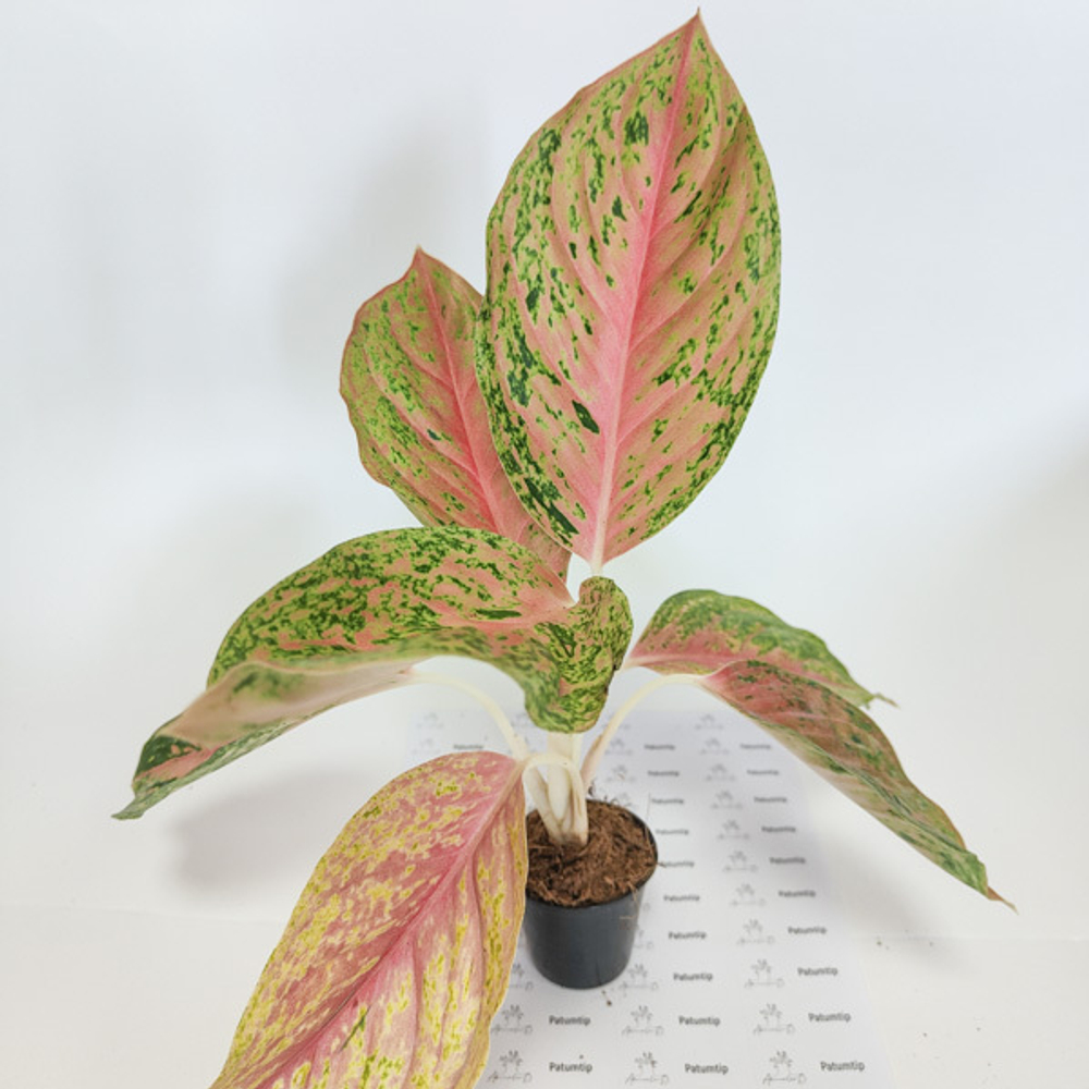 Аглаонема PATHUM THIP