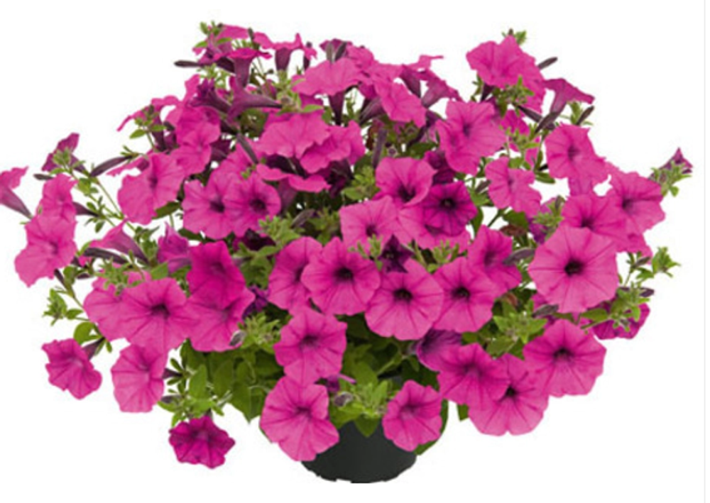 Петуния Vista Pure Raspberry ЕВРО укорененный черенок ФЕВРАЛЬ 26