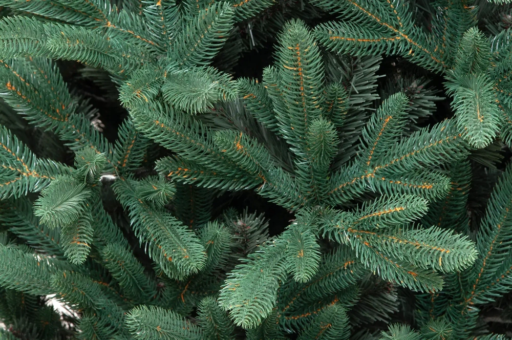 Искусственная елка Французская 240 см., литая хвоя+ПВХ, ЕлкиТорг (166240)