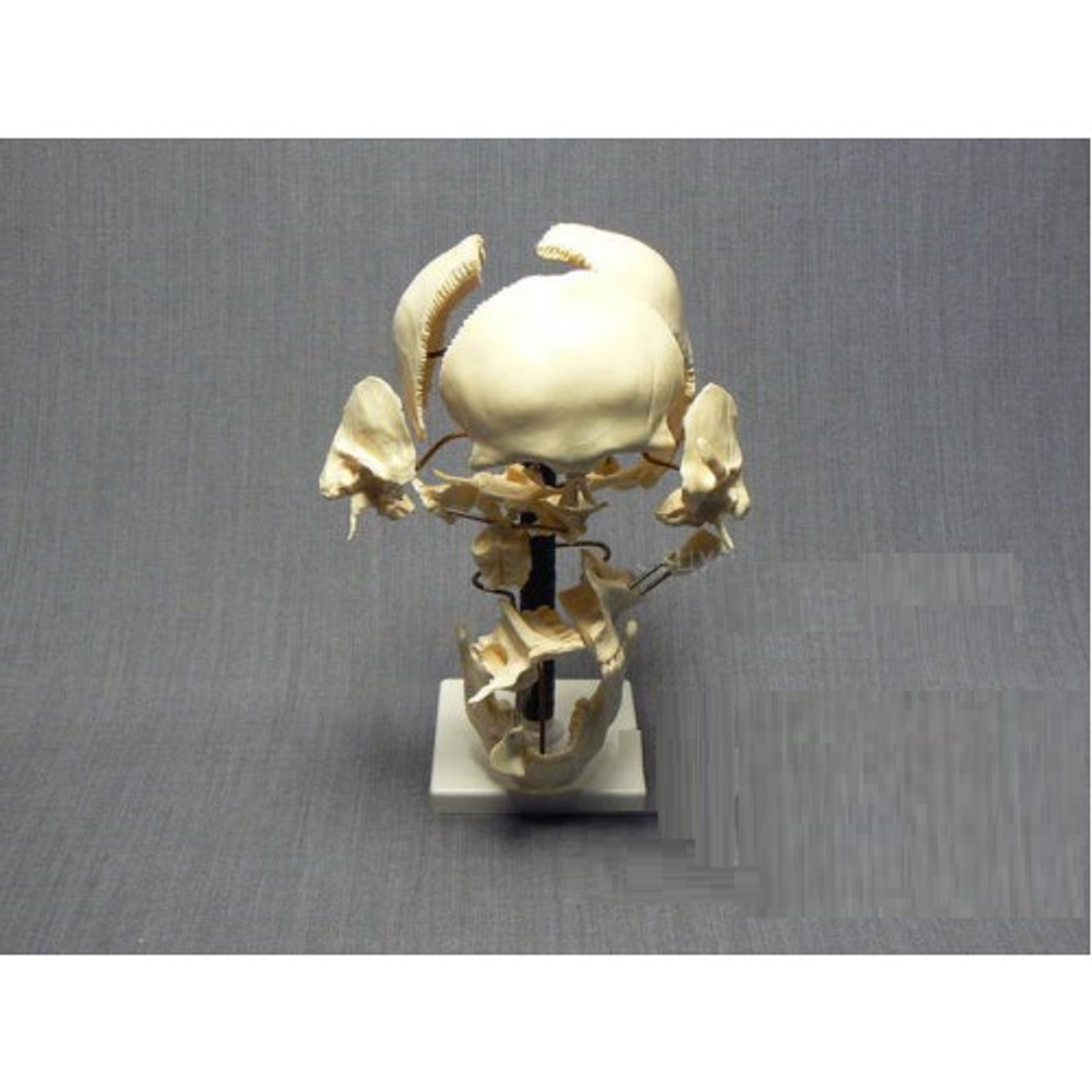 Модель «Кости черепа человека»