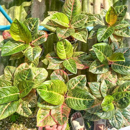 Аглаонема ASRI