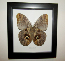 Бабочка Филин Caligo brasiliensis в рамке