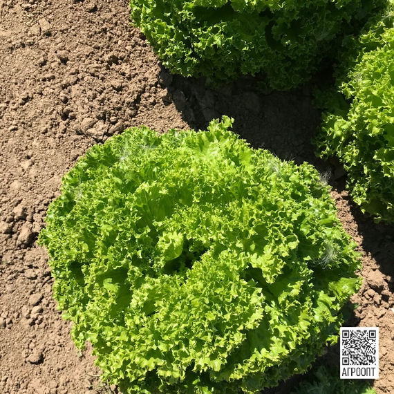 Левистро семена салата лолло блонда (Rijk Zwaan / Райк Цваан) в поле – фото 12