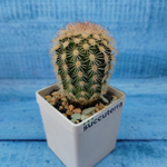 Echinocereus Pectinatus (Эхиноцереус)