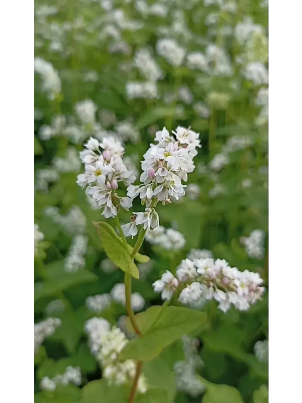 Гречка зеленая непропареная органическая 1 кг