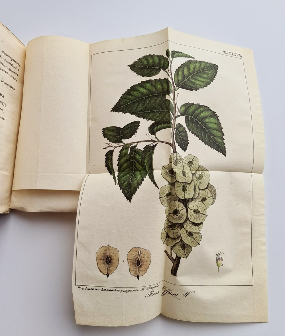 "Карманная дендрология важнейших и употребительнейших пород при кораблестроении (Описание пород деревьев)". П.Г.Орловский. 1835г. - редкая книга