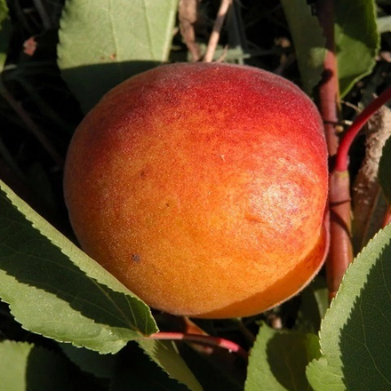 Абрикос среднеспелый Краснощекий