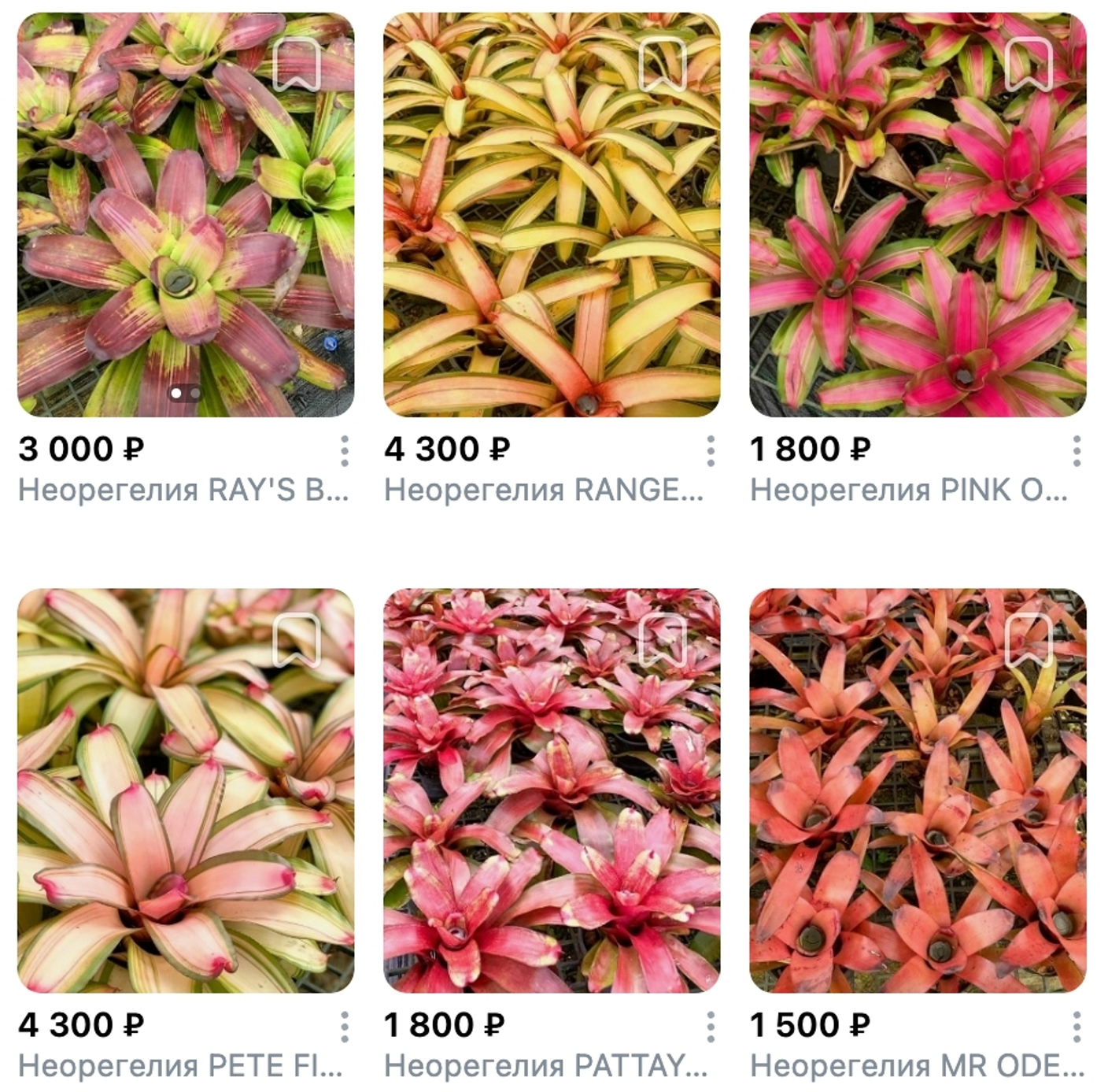 Предзаказ Бромелиевые Таиланд, поставка S14 июнь 2026