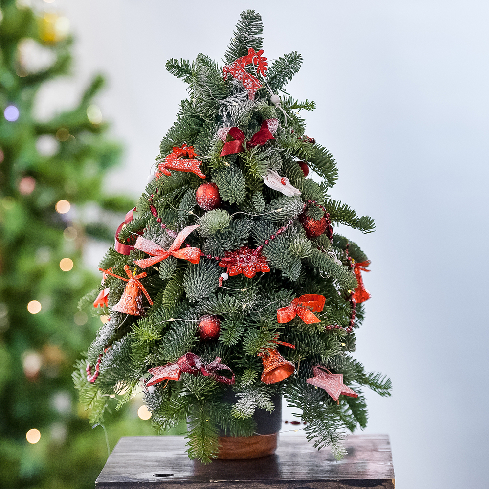 Елка из нобилиса в керамической вазе