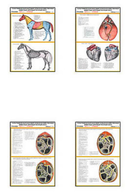 Плакаты ПРОФТЕХ "Топограф. анатомия. Лошадь. Туловище" (21 пл, винил, 70х100)