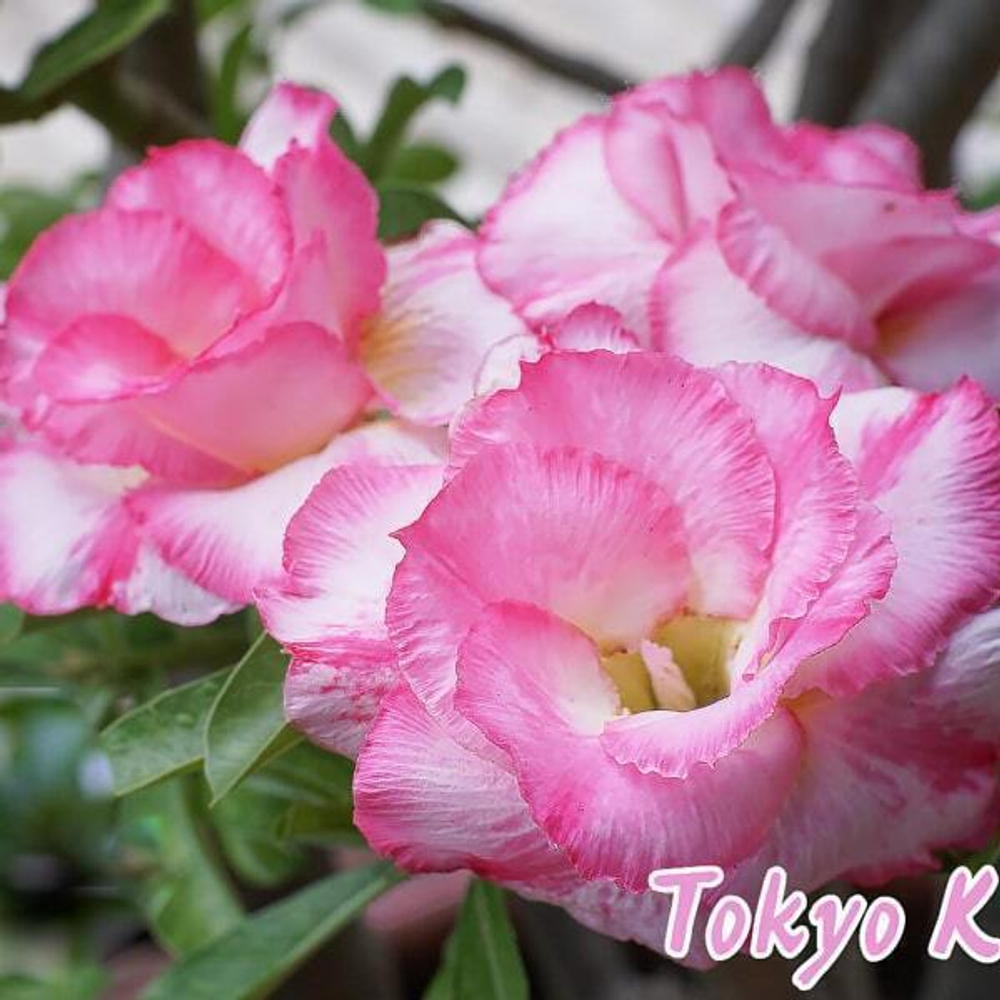 Адениум обесум SIAM-TOKYO-KISSES