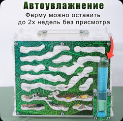 Большой Формикарий «Джунгли» с муравьями в подарок