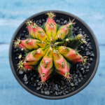 Gymnocalycium Variegata (Гимнокалициум Вариегатный)